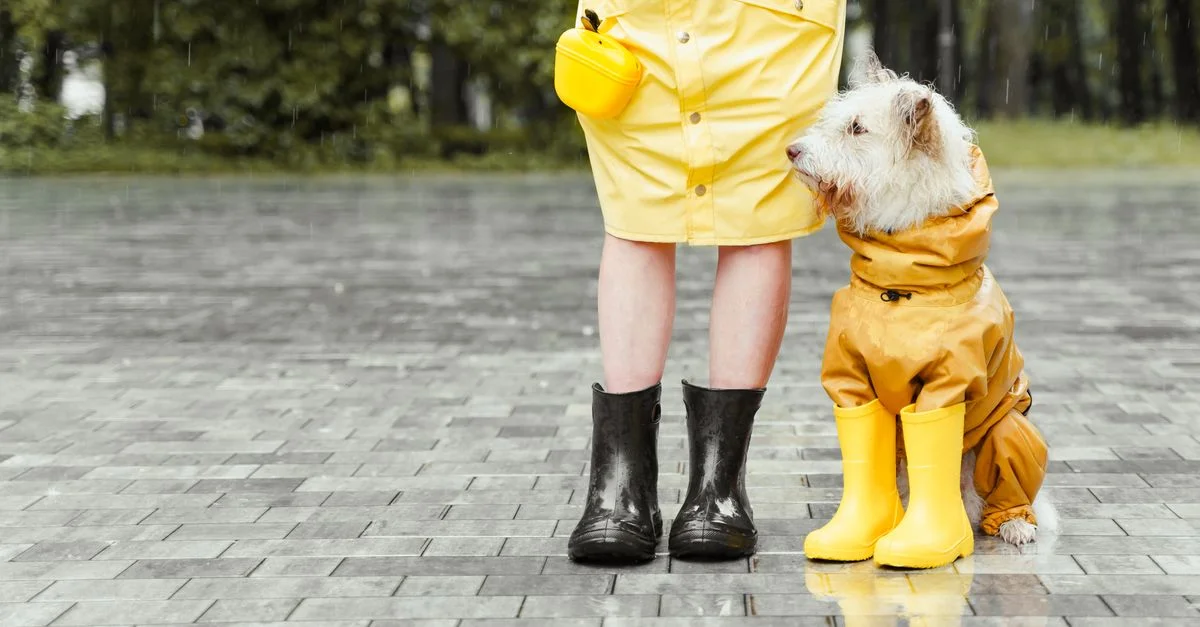 Una persona y su perro llevando impermeables y botas amarillas de pie sobre una acera mojada.